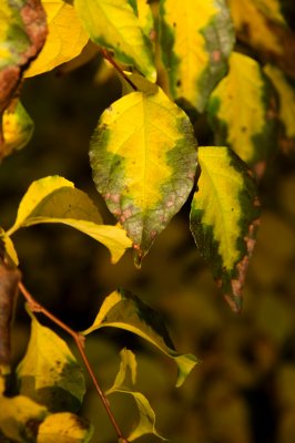 Styrax japonica - sturač japonský - list podzim